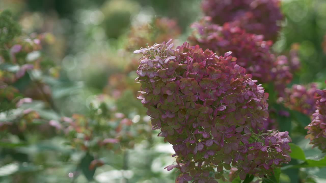 Hydrangea plant in autumn colors on sunny day
