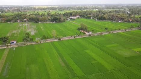 Vista-Aérea,-Que-Muestra-Exuberantes-Arrozales-Y-Caminos-Pavimentados-En-La-Indonesia-Rural