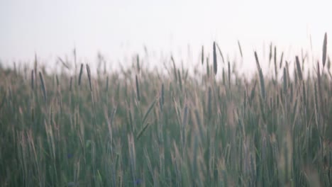 beautiful green field of cereals swaying in the wind