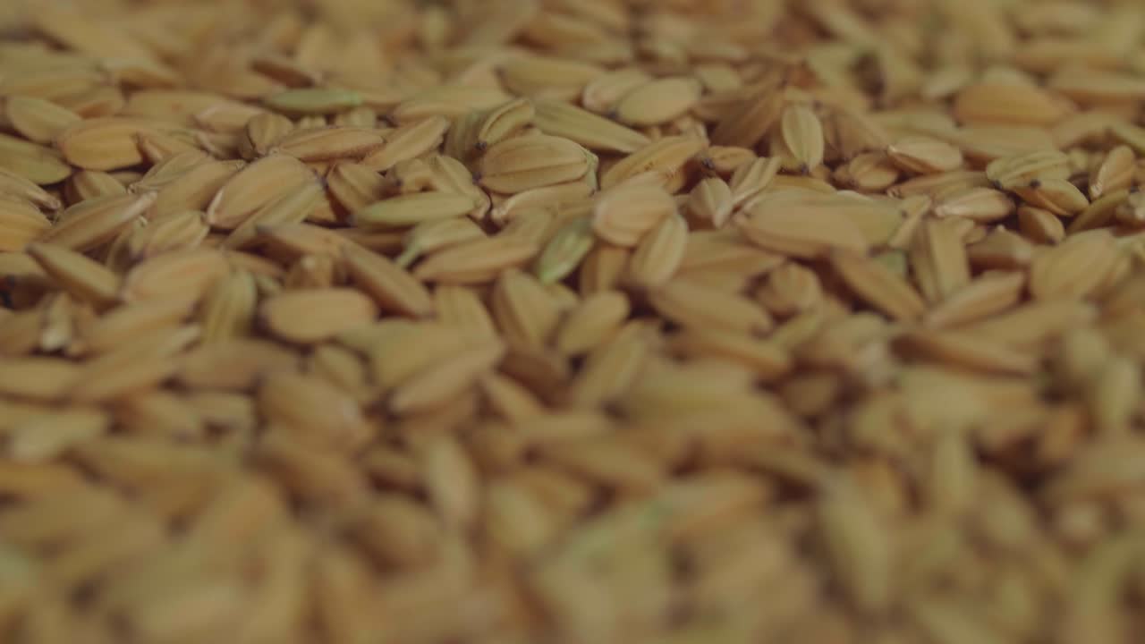 Raw Rice Grains Rotating. Asia Flavor Rice Grains