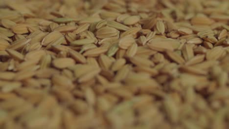 raw rice grains rotating. asia flavor rice grains