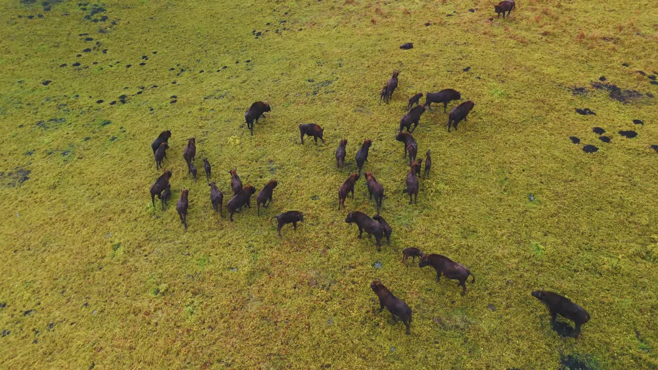 Aerial View of Bison Herd in Grassland