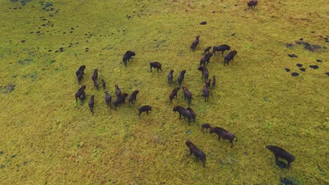 aerial view of bison herd in grassland