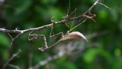 mantis de pavo real, pseudempusa pinnapavonis, girando la cabeza mientras muda boca abajo en la ramita de la rama del árbol, tailandia asia