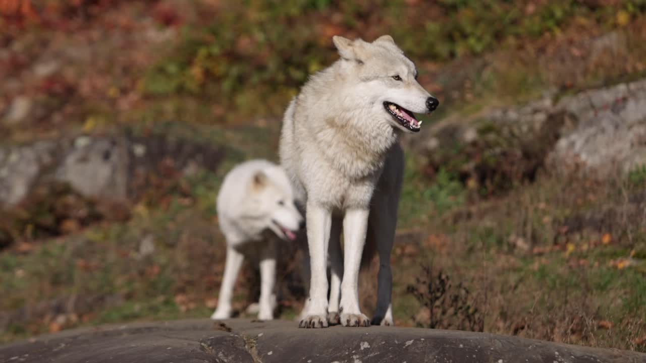 lobos árticos mirando a su alrededor en un área rocosa movimiento de cámara rodante épico