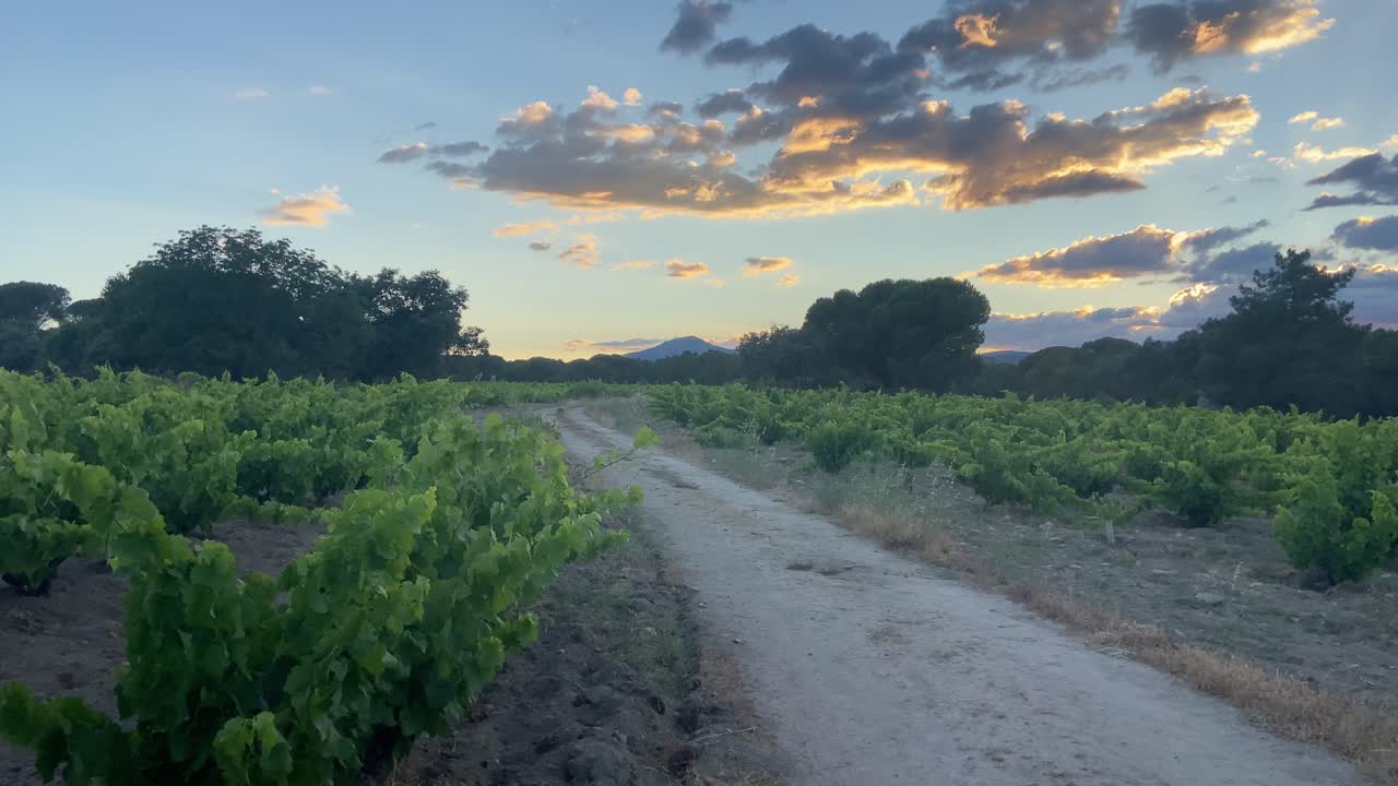 Panning side view of a vineyard in Madrid at sunset