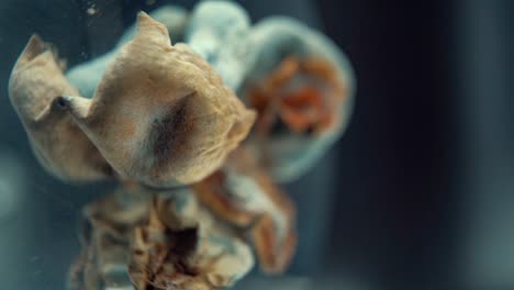 una toma cinematográfica macro vertical de un hongo seco mágico psicoactivo psilocibina alucinación con una tapa roja amarilla, en un soporte reflectante giratorio, iluminación de estudio, full hd, cámara lenta 120 fps