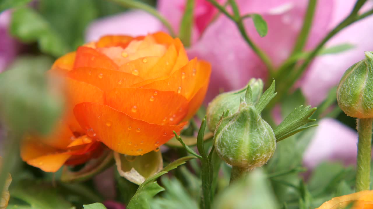 Close-up of an Orange Ranunculus Flower with Dew Drops