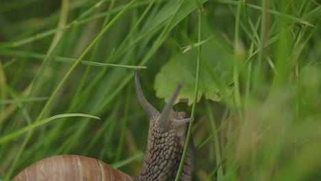 Edible-snail-stretches-slowly-from-brown-shell-to