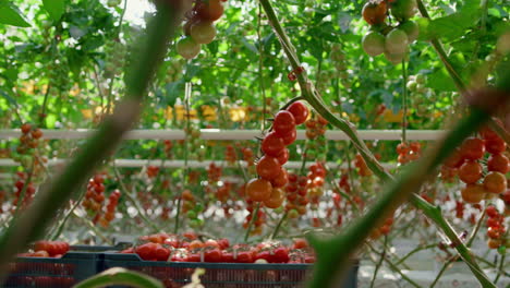 Agronomist-picking-ripe-tomatoes-harvest-in-vegetable-crate-at-plantation-house.