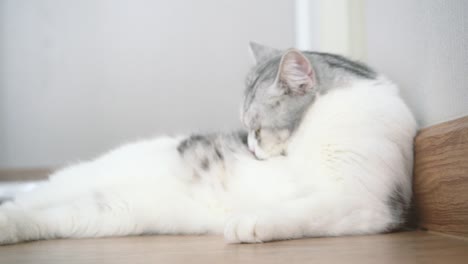 귀여운 고양이, 고양이 청소