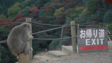 japanese macaque sitting on stump by exit sign at arashiyama monkey park