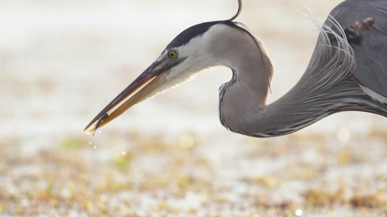 느린 동작으로 해초 사이 해변에서 빌 부리에 푹 빠진 물고기와 그레이트 블루 헤론