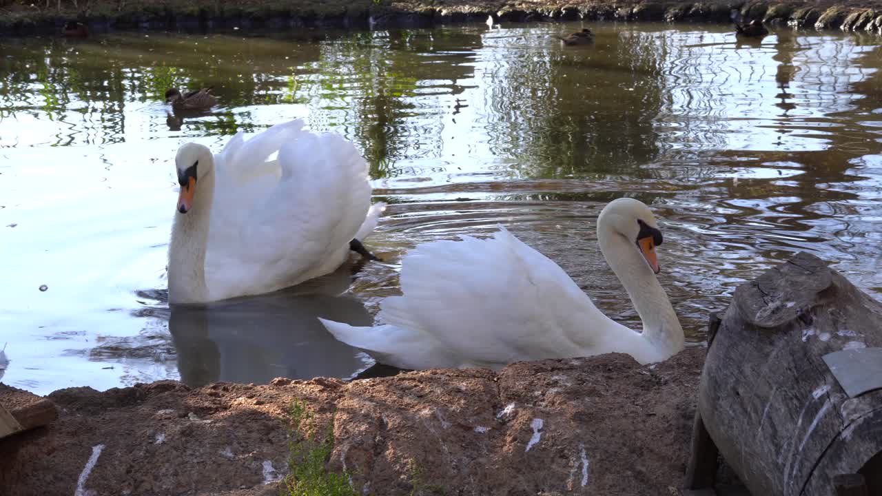 un par de cisnes mudos nadando y paseando juntos de un lado a otro en un estanque artificial