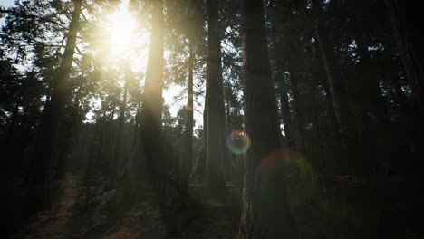 Giant-Sequoia-Trees-at-summertime-in-Sequoia-National-Park,-California