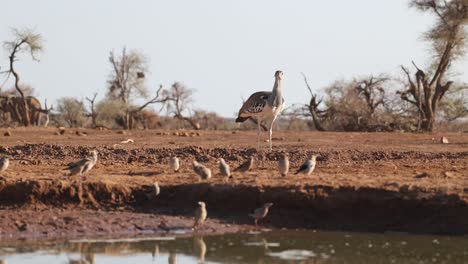 a kori bustard stands in front of a waterhole where a flock of birds is drinking while an elephant is feeding in the background, mashatu game reserve