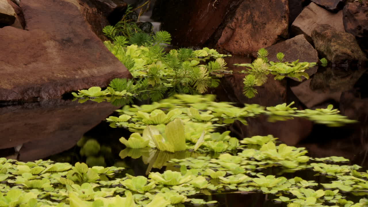 pan timelapsed a través del estanque con plantas arremolinadas y peces koi surcando el agua
