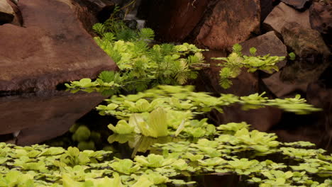 Zeitrafferschwenk-über-Einen-Teich-Mit-Wirbelnden-Pflanzen-Und-Koi-Fischen,-Die-Durch-Das-Wasser-Streifen