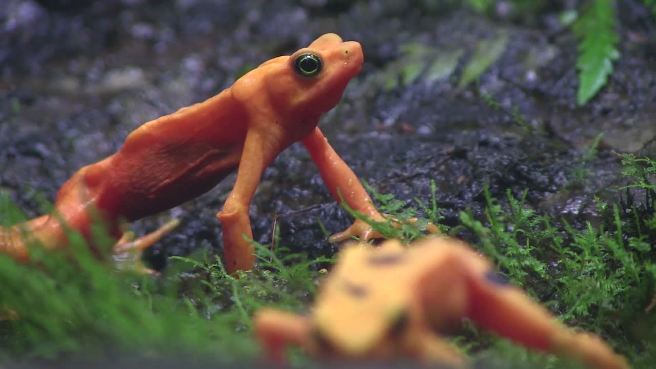 열대우림의 아름다운 주황색 개구리 1