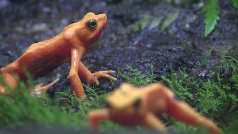 beautiful orange frogs in the rainforest 1