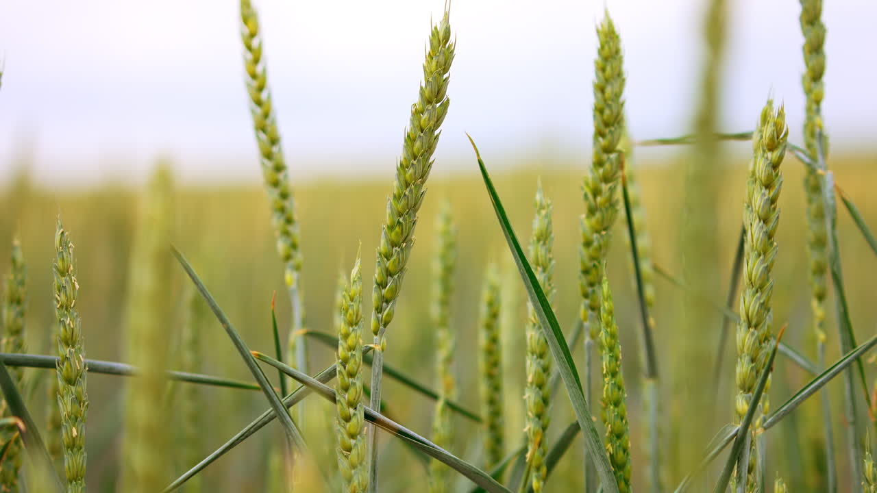 Green ears of wheat growing in the farmlands. Ripening spikelets swaying softly in the wind. Close up. Blurred backdrop.