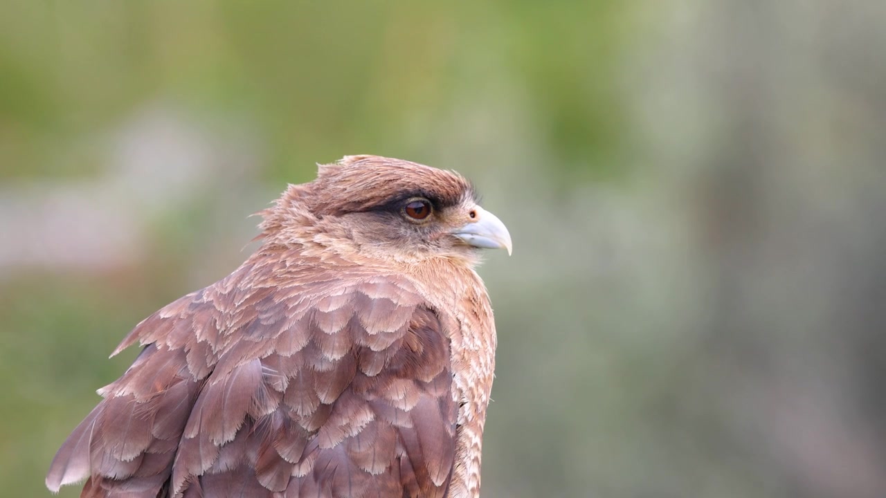 Detaljert nærbilde av en chimango-fugl i Patagonia, Ildlandet, Argentina. Mykt naturlig lys fremhever rufsete fjær mens en mild vind rører i fjærdrakten mot en uskarp grønn bakgrunn