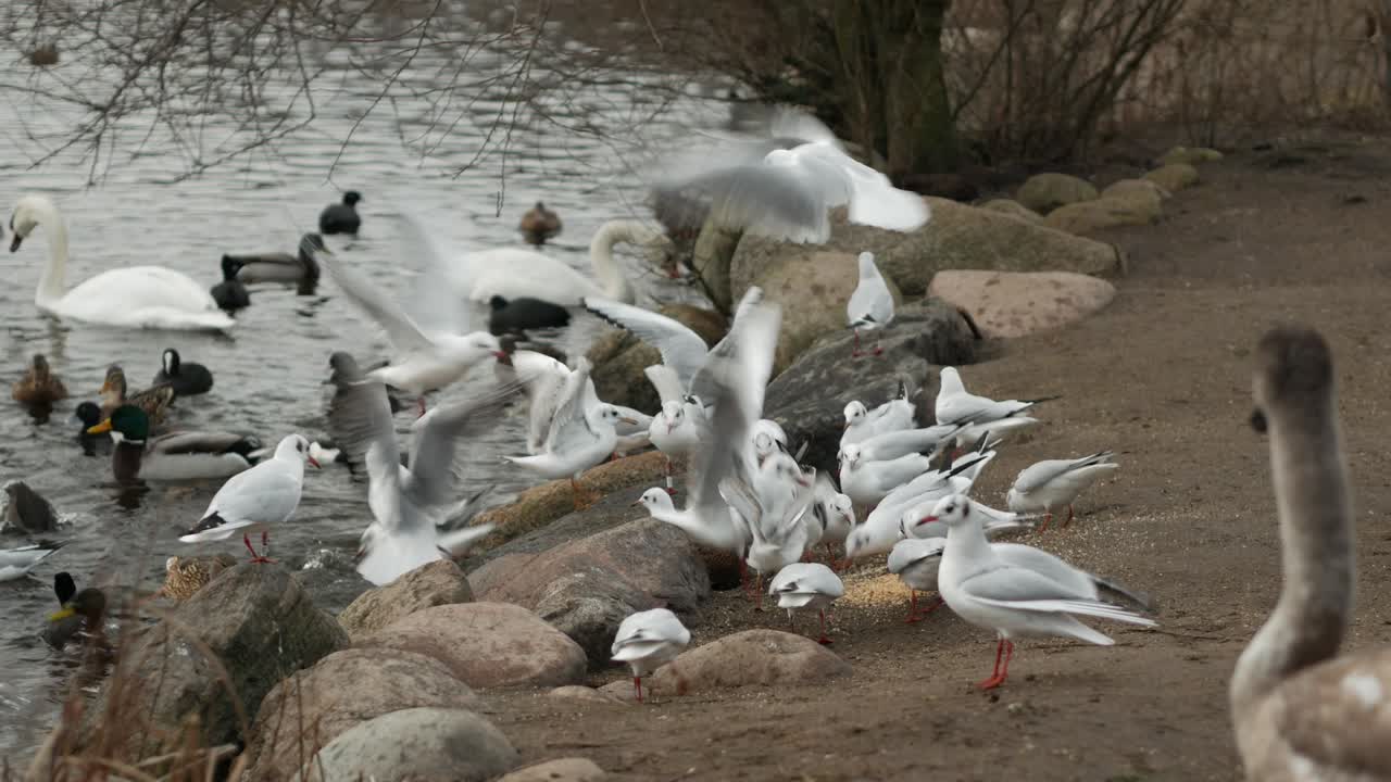 bandada de gaviotas comiendo con avidez comida esparcida en la orilla del lago