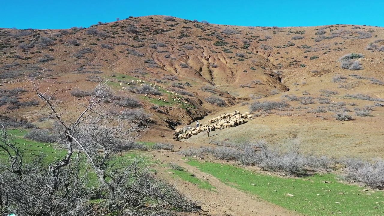Riprese aeree cinematografiche con drone di un gregge di pecore che si muove attraverso un terreno montuoso eroso e valli rurali nel Medio Atlante, Marocco, ideali per progetti pastorali e documentaristici.