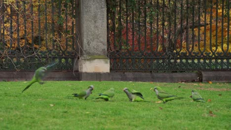 Papageien-In-Einem-Park-In-Madrid,-Spanien