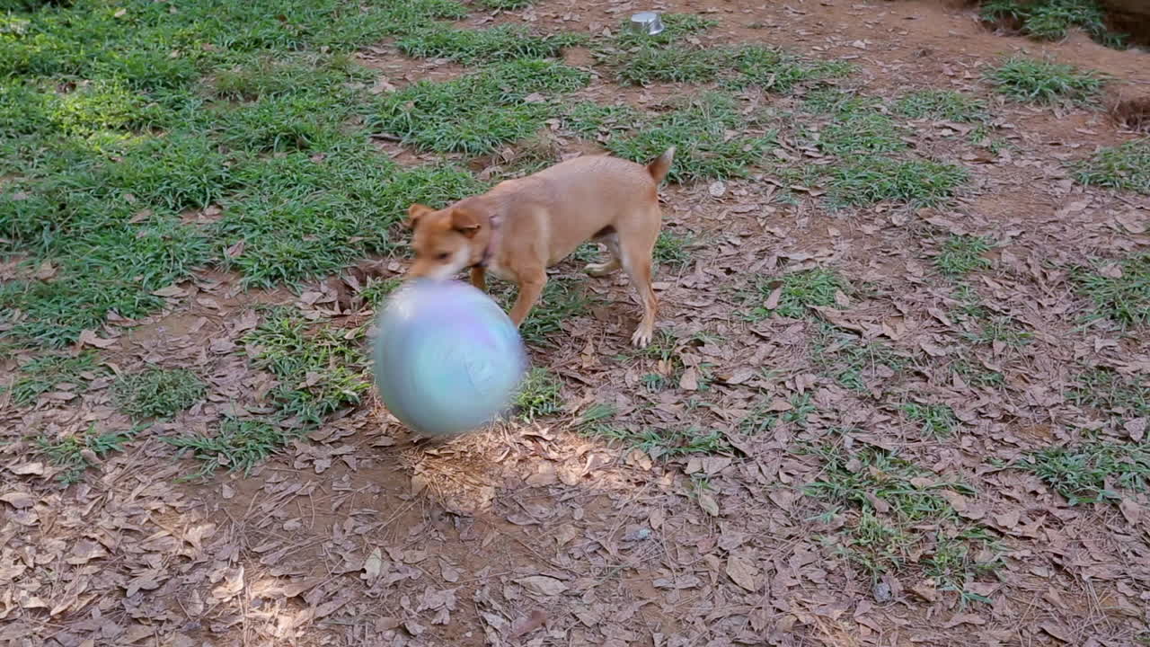 Piccolo cane marrone carino che gioca in modo esilarante con una grande palla di gomma