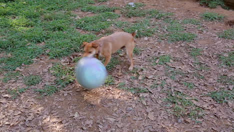 small cute brown dog hilariously play with large rubber ball