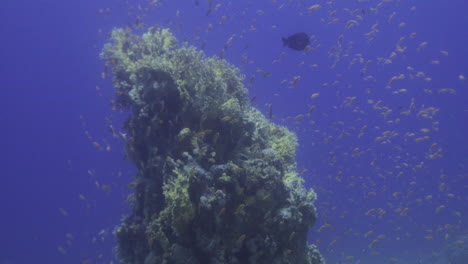 anthias fish surrounding the big coral reed of the red sea forming a big coral colony