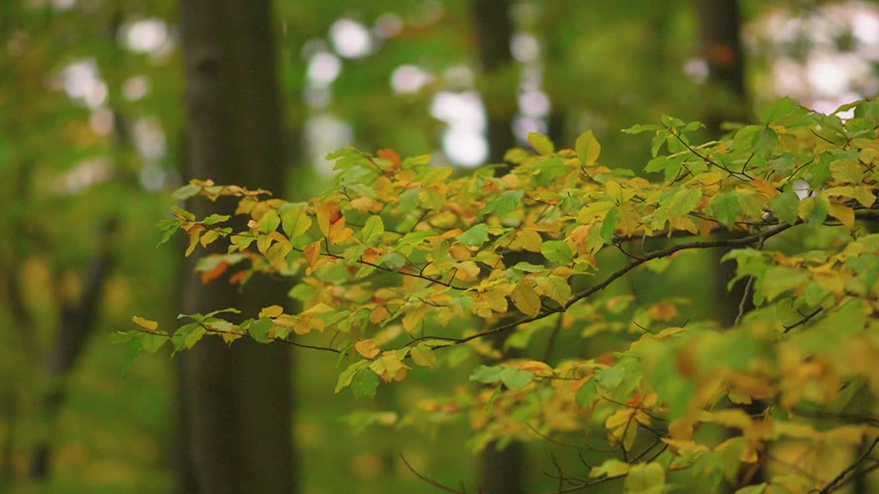 hojas otoñales de árboles que soplan en el viento en el bosque durante el otoño