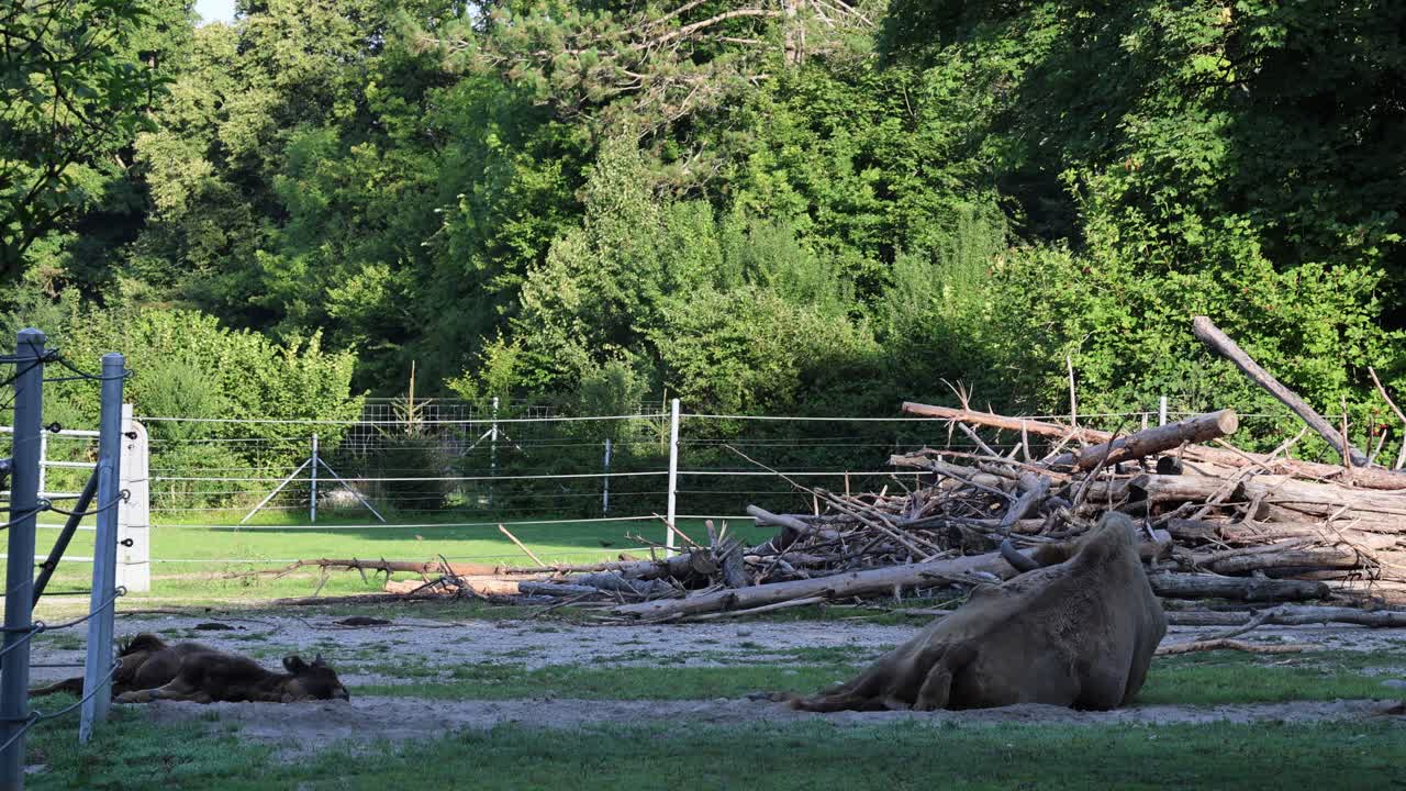 Baby and mother bison resting in the shade, establisher