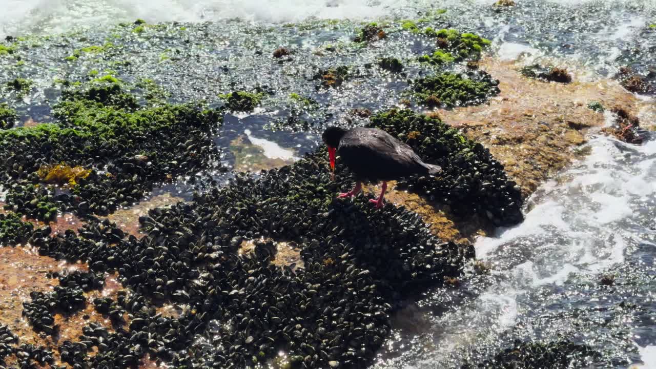 oyster catcher feeding on mussels
