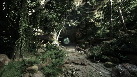 small tunnel found in new zealand forest