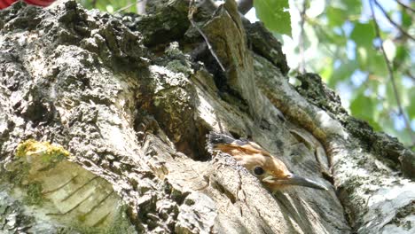 un curioso bebé abubilla asoma la cabeza fuera del nido