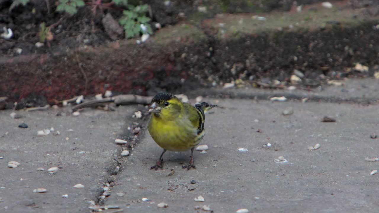 Un maschio di lucherino (Carduelis spinus) che si nutre di semi di girasole caduti sotto una mangiatoia sospesa. Inverno. Regno Unito