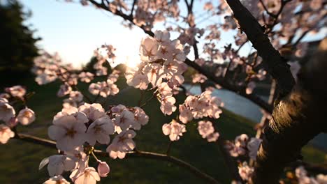 Toma-En-Cámara-Lenta-De-Flor-De-Cerezo-O-Sakura-En-El-Viento