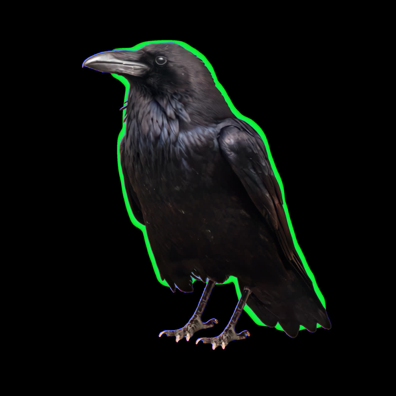 Majestic raven portrait animation isolated asset, transparent 4K video, alpha channel, ProRes 4444