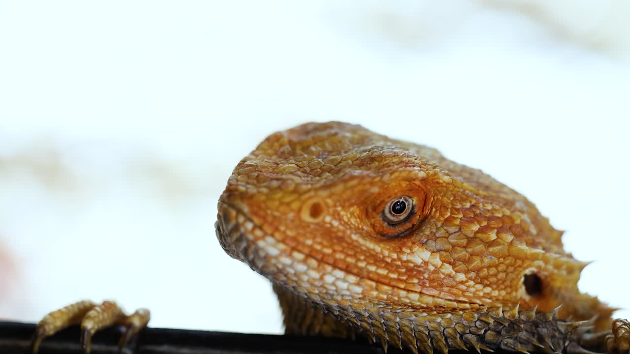A bearded dragon lizard calmly peers over a ledge in a bright, serene setting