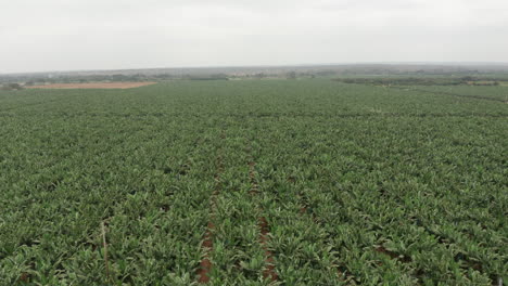 Traveling-front-over-banana-cultivation-,-Caxito-in-Angola,-Africa