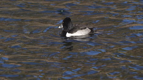 ring-necked duck diving in a river