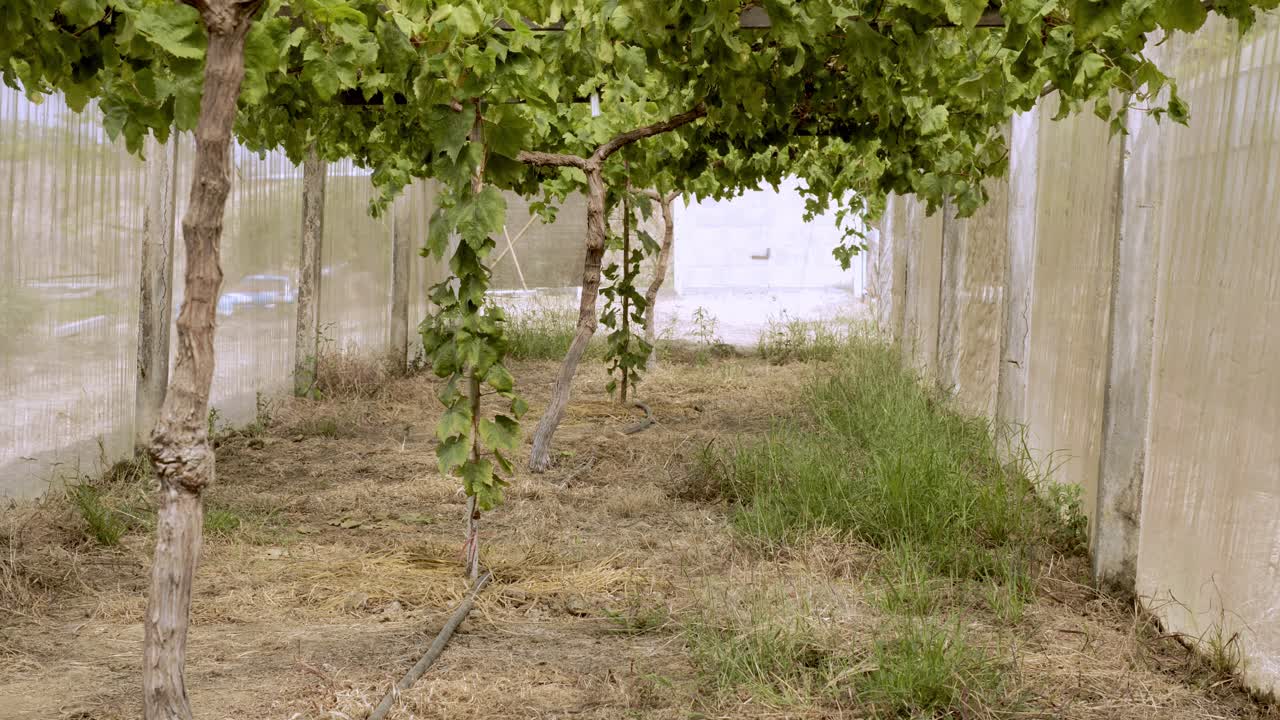 viñedo de uva orgánica con muchos racimos de uvas para la cosecha