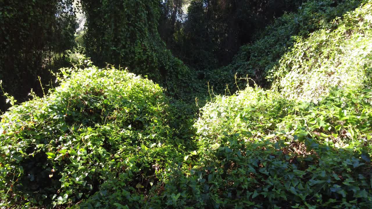 4K Drone Flight Over Lush Mediterranean Forest with Vibrant Vegetation and Biodiversity in Spain