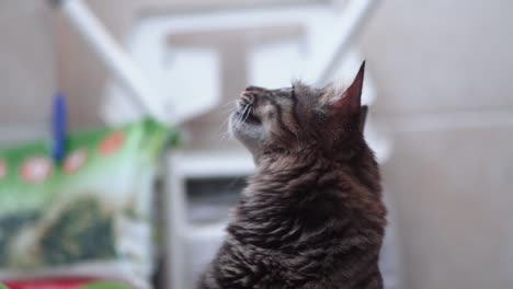 una foto de perfil de un gato salvaje de color negro y marrón de maine coon con ojos verdes y dientes grandes, gruñendo y cazando después de una mosca, mascota casera, video de 4k en cámara lenta