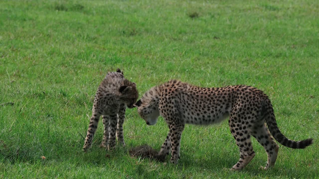 잔디 에 놀고 있는 치타 새끼 들