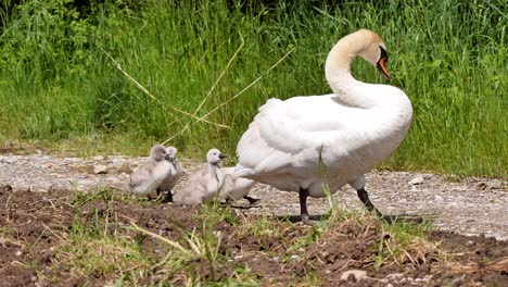 una madre cisne guía a su linda descendencia en el camino