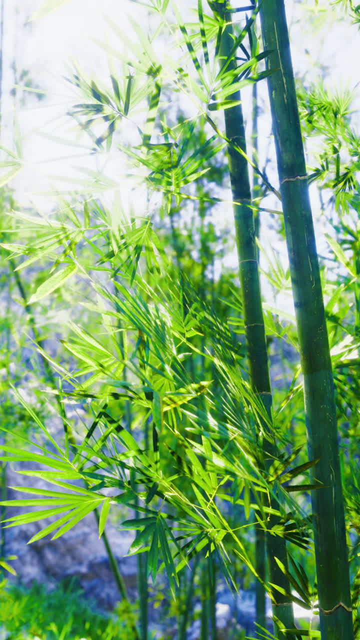 Foresta di bambù con la luce del sole che filtra tra le foglie durante il giorno