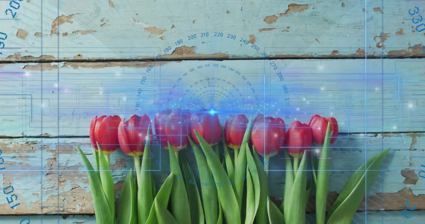Overlay muncul di atas tulip merah mulai berputar, berdenyut, grafis melayang untuk demo UI